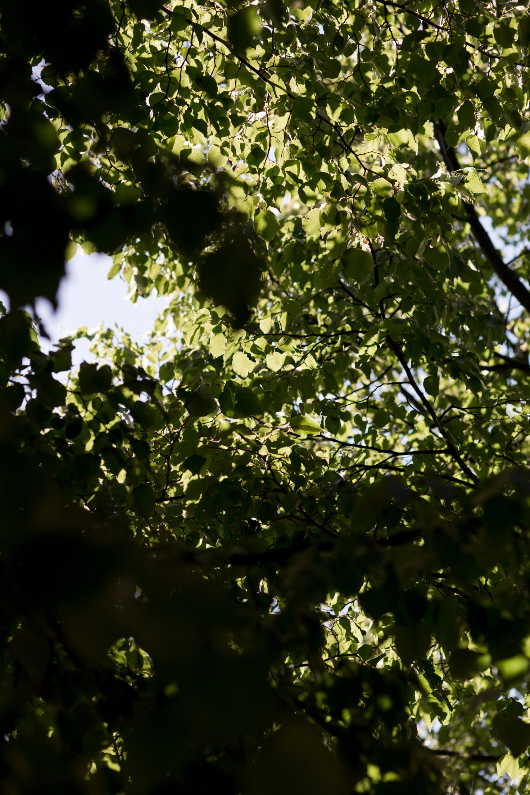 sky showing through tree leaves